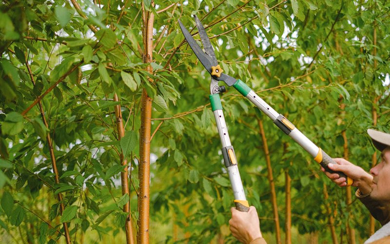 Tree trimming in Jordan Valley, OR